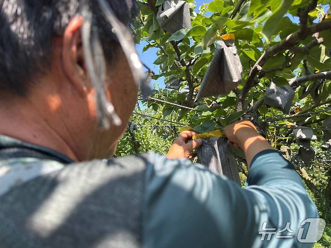 경기도 전역에 폭염경보가 발령된 9일 오후 화성시 정남면 소재 배 농장을 운영 중인 김 씨(60대)가 배나무를 점검하고 있다. 2025.7.9/뉴스1 ⓒ News1 김기현 기자