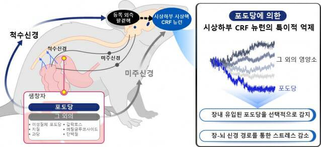 스트레스반응세포(CRF) 뉴런이 칼로리가 있는 포도당에 특이적으로 반응하는 과정을 나타낸 그림.(그림=KAIST)