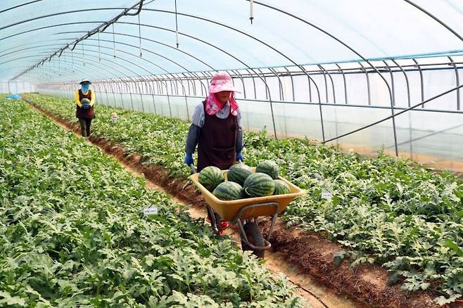 수박 농가.