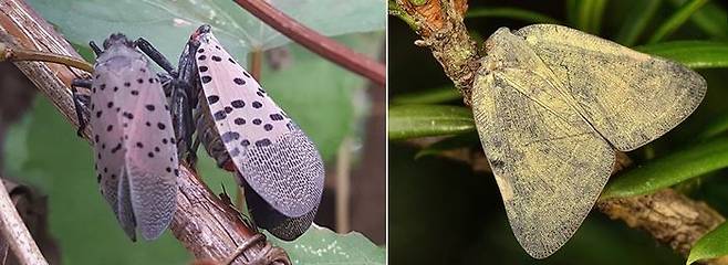 꽃매미와 갈색날개매미충 ⓒ경기도·충남도 농업기술원