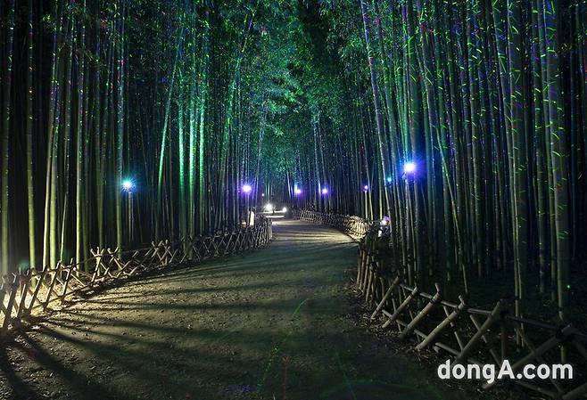 울산 태화강 십리대숲 은하수길