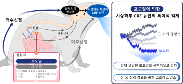 KAIST는 장내 포도당을 선택적으로 인식하고 선호하도록 유도하는 ‘장-뇌 회로’를 찾아냈다.