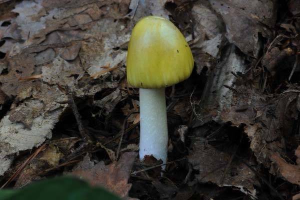 데스캡 버섯/사진=국립산림과학원