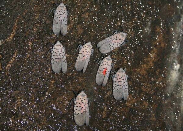 꽃매미 성충./사진=뉴스1