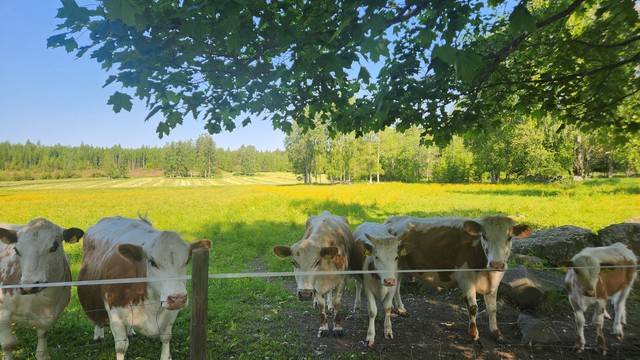 ▲ 핀란드 북카렐리아 요엔수 혼농임업 산림현장에 젖소들이 방목되어 있다.