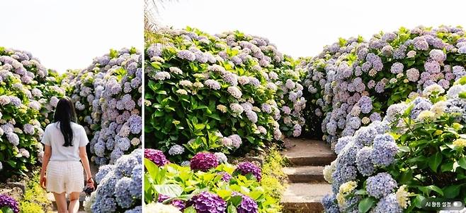 미레이나 수국 / 사진=제주관광공사