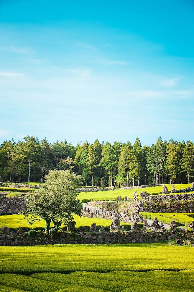제주도 / 사진=언스플래쉬