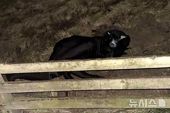 [뉴시스]정체불명의 남성이 검정색 전신 고양이 수트를 입고 마을을 혼란스럽게 하고 있다. (사진=뉴욕포스트) 2025.7.7