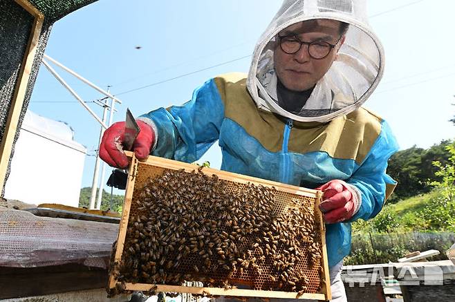 [광주=뉴시스] 이영주 기자 = 광주지역에 폭염특보가 12일째 이어지고 있는 9일 오전 광주 북구 장등동에서 양봉업자 정시명(64)씨가 벌통을 검사하며 더위에 지친 꿀벌들을 관리하고 있다. 2025.07.09. leeyj2578@newsis.com