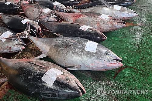대형 참다랑어가 한가득 8일 경북 영덕 앞바다에서 잡힌 대형 참다랑어(참치)가 강구수협 위판장 앞에 놓여 있다. 2025.7.8 [독자 제공. 연합뉴스 자료사진]