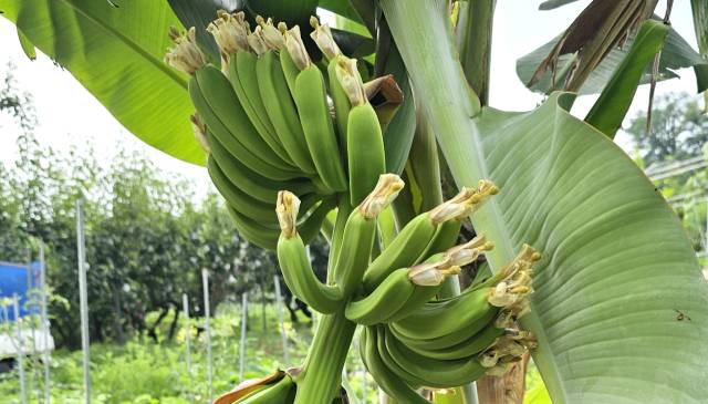 서울에서 자라고 있는 바나나. 오영록 ‘녹색어울림’ 팀장 제공