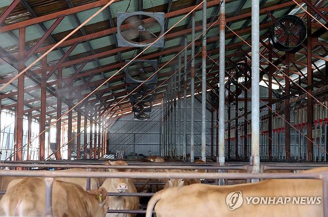 폭염 속 축사 (제천=연합뉴스) 김형우 기자 = 9일 오전 충북 제천시 금성면의 한 한우농장 내에 설치된 대형 팬이 천장에서 돌아가고 있고, 연무소독기에선 연신 물줄기가 뿜어져 나오고 있다. 2025.7.9 vodcast@yna.co.kr