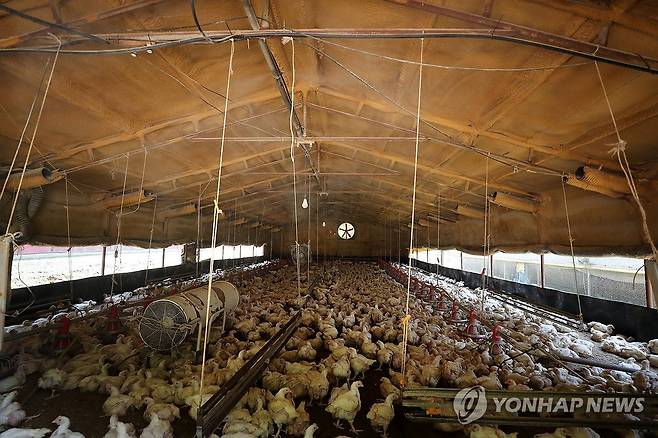폭염 속 육계농장 (제천=연합뉴스) 폭염이 이어지는 가운데 9일 낮 충북 제천시 수산면의 한 육계농장에 닭들이 사육되고 있는 모습. 2025.7.9 [독자제공. 재판매 및 DB 금지] vodcast@yna.co.kr
