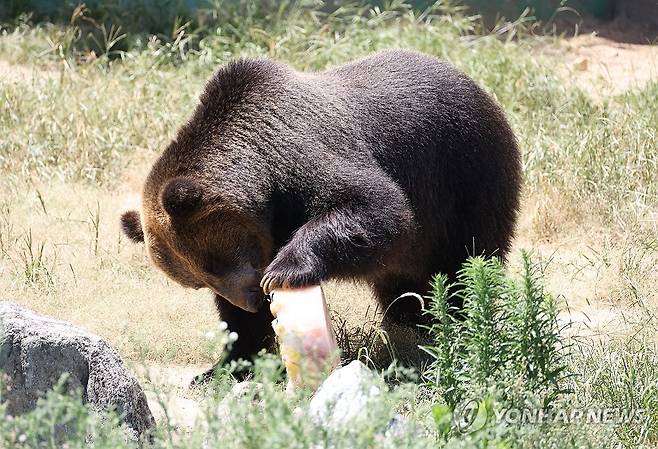'얼음과일에 신난 에조불곰' (대구=연합뉴스) 박세진 기자 = 폭염이 이어진 9일 대구 달성공원에서 에조불곰이 얼음과일을 만지며 맛 볼 준비를 하고 있다. 2025.7.9 psjpsj@yna.co.kr