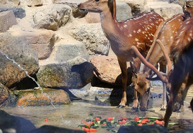 특식 먹고 힘내자  (대구=연합뉴스) 박세진 기자 = 폭염이 이어진 9일 오후 대구 달성공원에서 꽃사슴들이 물웅덩이에 빠져 얼음 과일과 채소를 먹으며 더위를 식히고 있다. 2025.7.9 psjpsj@yna.co.kr