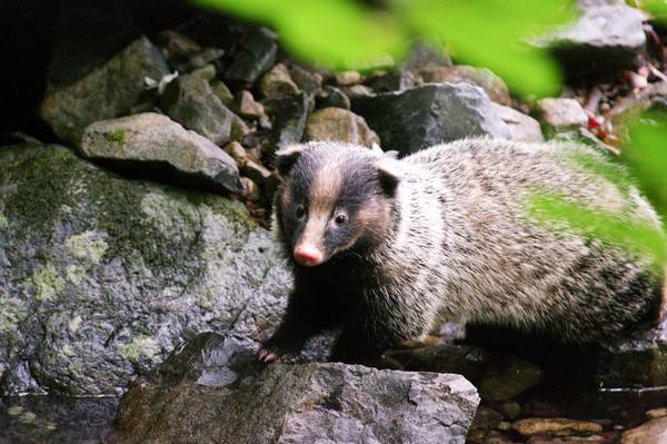 오소리. /환경부 국립생물자원관 제공
