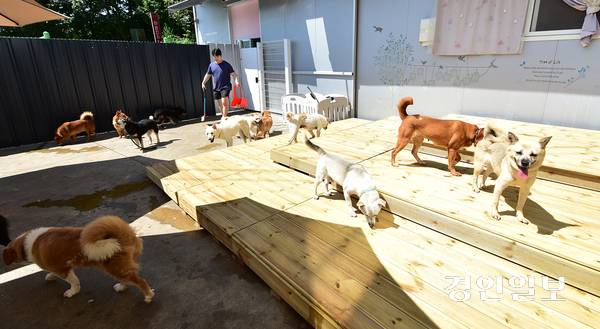 10일 오전 인천시 서구 마전동 사단법인 도로시 지켜줄게 유기견 보호소에서 자원봉사자가  야외에서 유기견을 돌보고 있다. 2025.7.10 /조재현기자 jhc@kyeongin.com