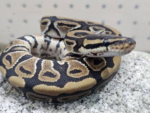 ◇국립공원 야생생물보전원 북부보전센터가 임시보호 중인 볼파이톤.