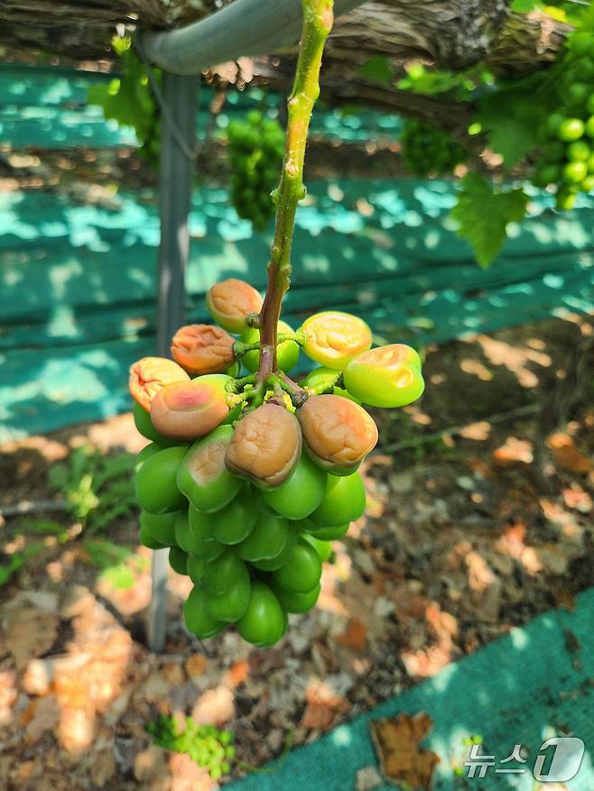 경북 영천의 한 포도 농가에 일소증상으로 과실이 썩어들어가고 있다.(경북농업기술원 제공.재판매 및 DB금지)2025.7.8/뉴스1