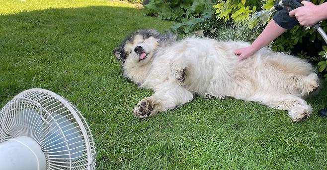 영국왕립수의대 연구팀은 반려견이 열사병 증상을 보일 경우 '먼저 냉각, 그다음 이동(Cool First, Transport Second)'을 원칙으로 삼아야 한다고 강조한다(영국왕립수의대 홈페이지 갈무리). ⓒ 뉴스1