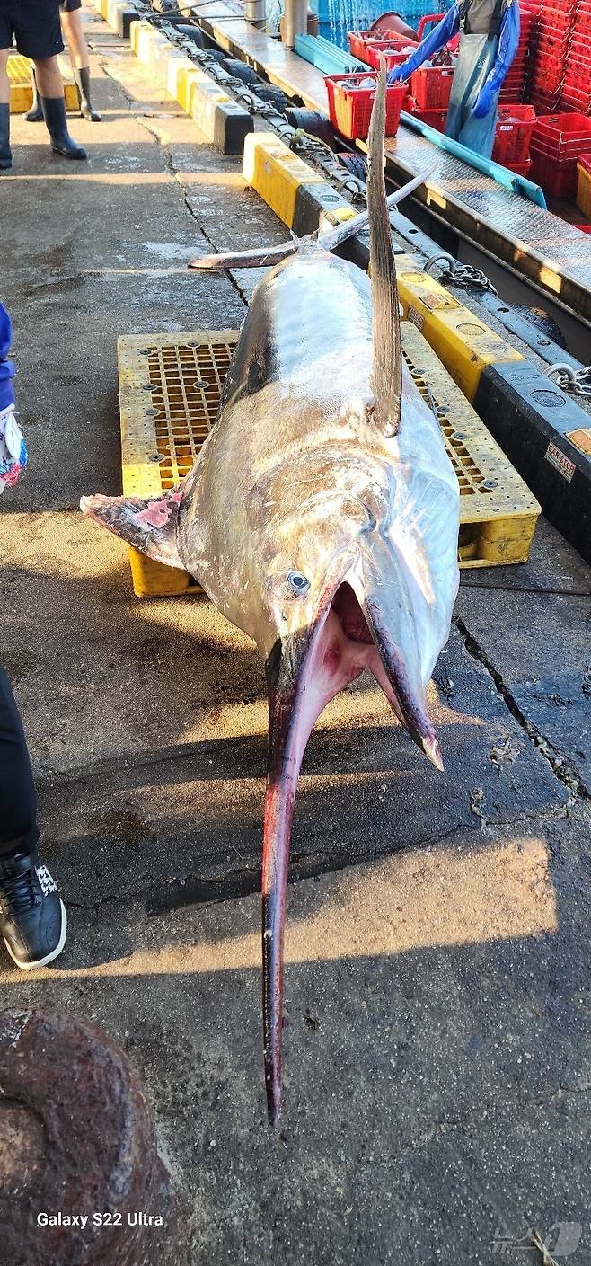 10일 오전 강원 삼척 앞바다에서 잡힌 길이 3m 황새치.(정연철 강원 삼척시의원 제공, 재판매 및 DB 금지) 2025.7.10/뉴스1 ⓒ News1 윤왕근 기자