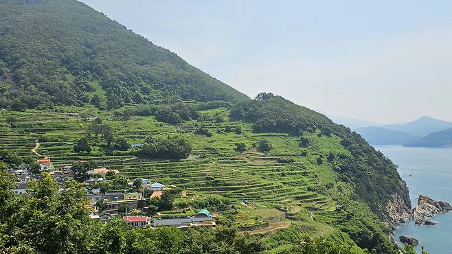 ○남해의 다랭이마을의 다랑논은 바다와 마주하고 있어 특별함을 더한다. 남자는 바닷일을 하고, 여성이 논을 개간하고 가꿨다고 한다. 사진=김세형