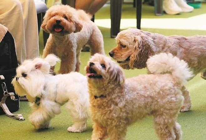 지난달 서울 강남구 선정릉 문화거리에서 반려견들이 뛰놀고 있다. /남강호 기자