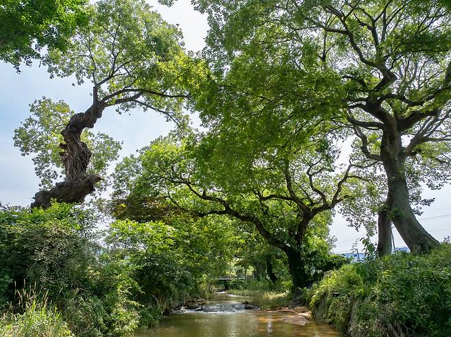 전북 고창군 성송면 하고리 '고창 삼태마을 숲'이 천연기념물로 지정 예고됐다. 고창 삼태마을숲은 삼태천을 따라 약 800m 구간에 조성된 국내 최대 규모의 왕버들 군락지로, 왕버들 노거수 95그루를 비롯해 다양한 수종의 큰 나무 224그루가 마을을 휘감고 있다./.김영근 기자