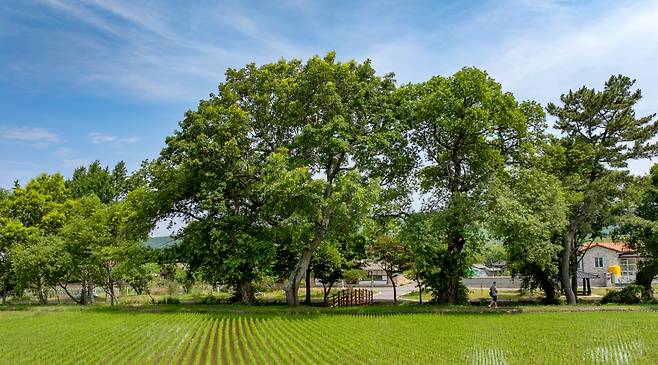 주변 농경지와 어우러진 경관적 가치도 높게 평가 받아 향후 국가유산청 심의 절차를 거쳐 정식 지정될 예정이다./김영근 기자