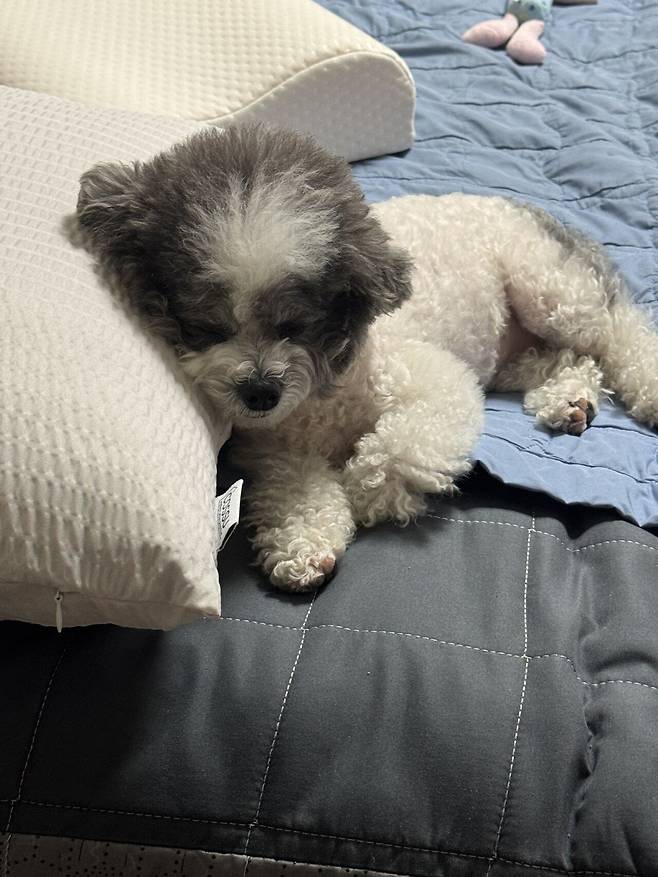 포텐간 엄청작은강아지 우리 강아지인줄