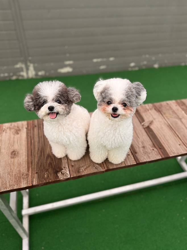 포텐간 엄청작은강아지 우리 강아지인줄