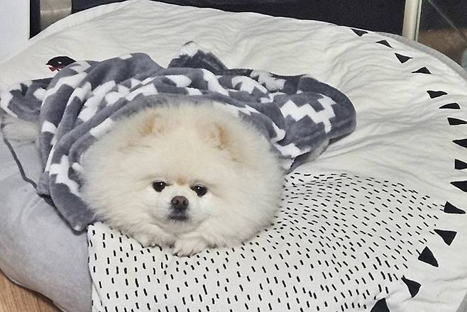 새벽 시간에 아파트 다용도실에서 난 화재를 감지하고 잠 든 가족을 깨워 대형 화재를 막은 반려견 몽실이(포메라니안 9살, 암컷). [창원소방본부 제공]