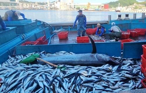10일 새벽 강원도 삼척에서 잡힌 길이 3m, 무게 226㎏ 크기의 황새치 모습. 정연철 삼척시의원 제공