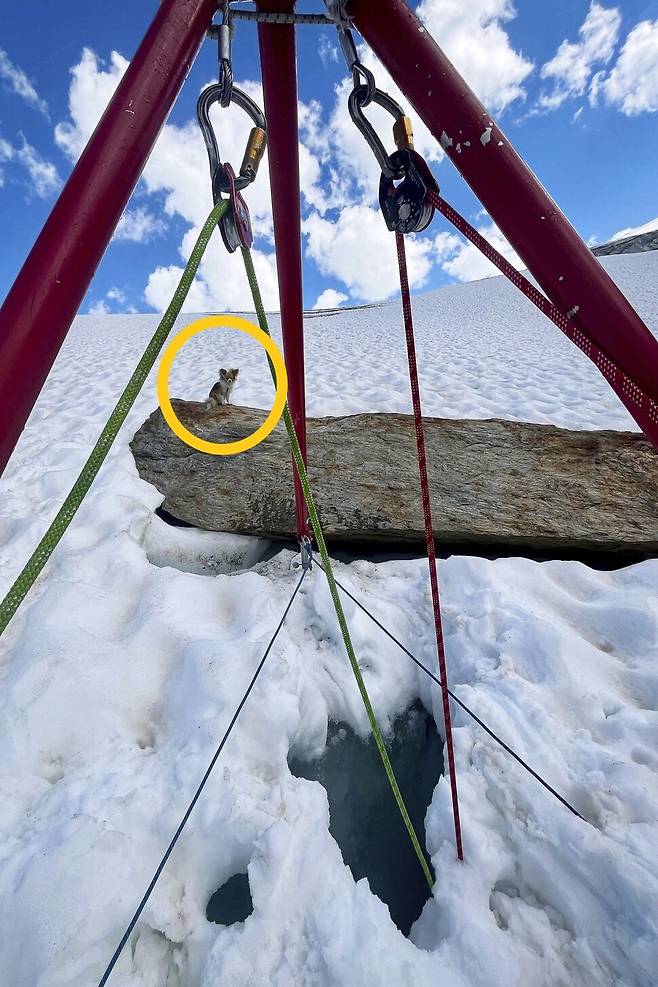 스위스 알프스산맥 빙하 틈새로 추락한 반려인의 목숨을 구한 치와와. AP 연합뉴스