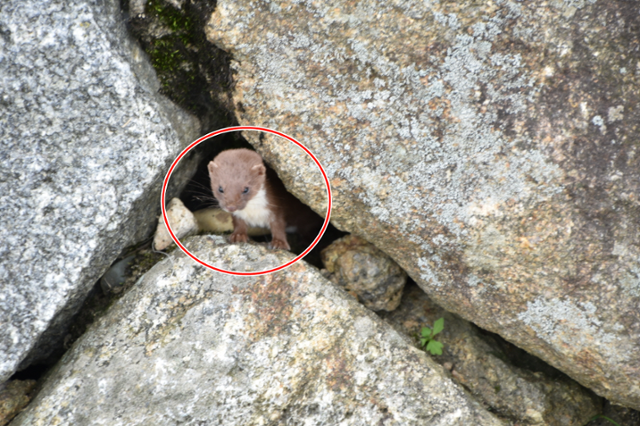 지리산국립공원 돌틈 사이에 머리를 내민 무산쇠족제비가 국립공원공단 직원에 의해 8년 만에 포착됐다. 국립공원공단 제공
