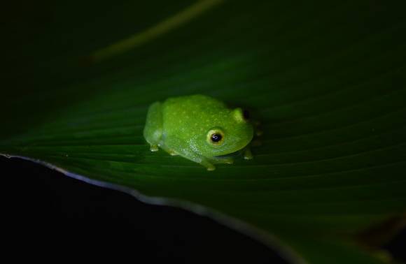 개구리 이미지 [사진=픽셀스]