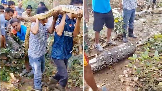 성인 남성을 삼킨 비단뱀을 포획한 모습. 사진 홈페이지 캡처