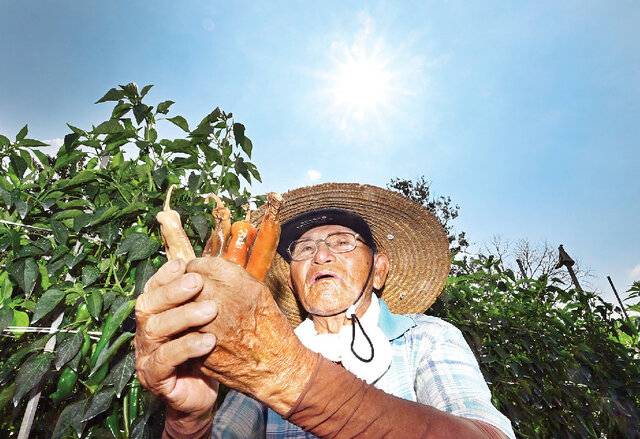 정종구(91) 할아버지가 9일 경기도 김포시 양촌읍 석모리 고추밭에서 폭염에 썩은 고추를 따고 있다. 전국적으로 불볕더위가 이어지면서 전날 전국 응급실 516곳을 찾은 온열 질환자는 238명으로 집계됐다. 김포=권현구 기자