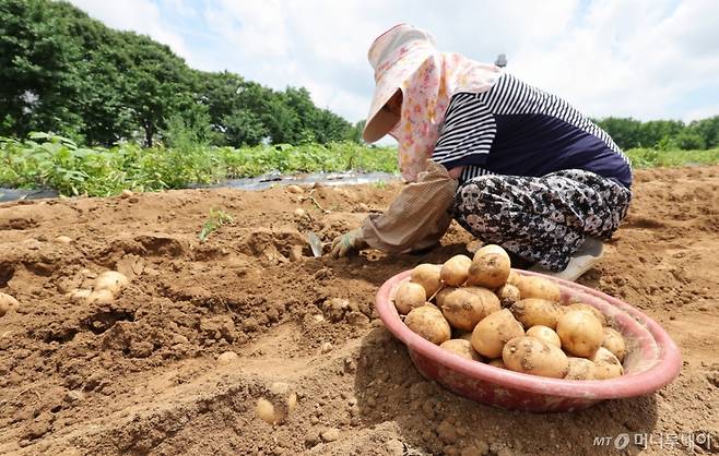 전국 대부분의 지역에 폭염특보가 내려진 지난 1일 오후 인천 남동구의 한 감자 농장에서 한 농부가 감자를 수확하고 있다./사진제공=뉴시스