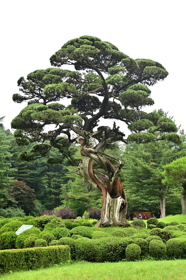 아침고요수목원 한가운데 우뚝 서서 자라는 ‘천년향’. 경북 안동 수몰지역에서 옮겨온 수령 1000년의 향나무다.