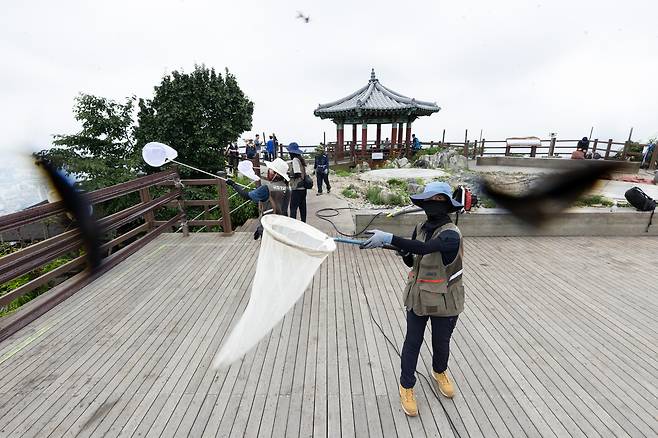 4일 환경부 및 소속기관 직원들이 인천 계양산을 중심으로 활동 중인 러브버그 성체를 제거하기 위해 송풍기와 포충망을 활용해 방제 작업을 하고 있다.[환경부 제공]