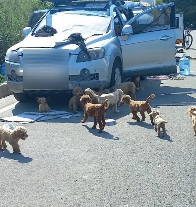 폭염 속 뜨거운 아스팔트 위에서 방치된 푸들 여러 마리 [동물보호단체 네스트]