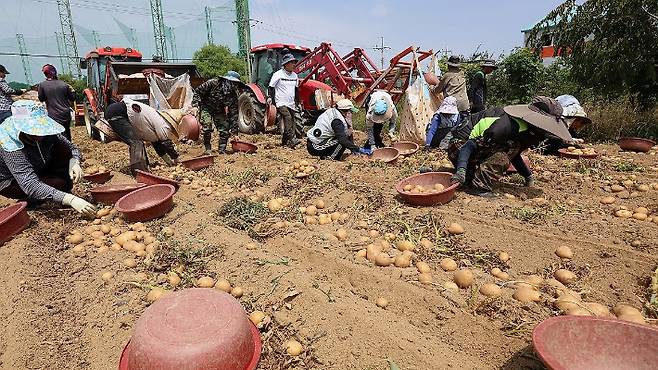 외국인 계절근로자(사진은 기사 내용과 무관함). 연합뉴스