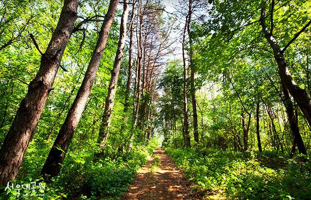 서울시보건환경연구원이 서울 도심과 서울대공원의 대기 중 미세플라스틱 농도를 조사한 결과 공원의 미세플라스틱 농도가 도심의 절반 수준인 것으로 나타났다. 사진은 서울대공원. 서울대공원
