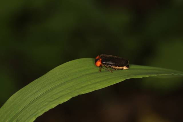 ▲물맑음수목원에서 자생 중인 애반딧불이.ⓒ남양주시