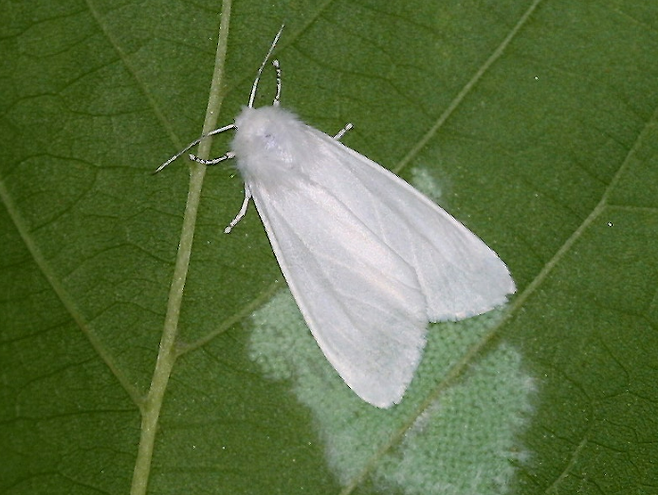 미국흰불나방이 수도권을 포함한 전국 곳곳에서 확산 조짐을 보이고 있다. 산림청 국립산림과학원 제공