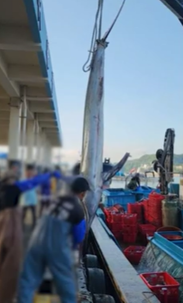 삼척에서 잡힌 황새치. 정연철 삼척시의원 제공