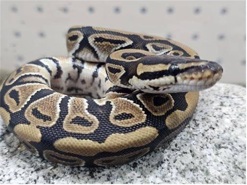 국립공원 야생생물보전원 북부보전센터에서 임시 보호 중인 볼파이톤 [원주지방환경청 제공.재판매 및 DB 금지]