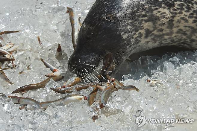 시원하게 특식 먹는 점박이물범 (서울=연합뉴스) 신현우 기자 = 전국 대부분 지역에 폭염 특보가 발효된 10일 서울 광진구 어린이대공원 동물원에서 점박이물범이 특식을 먹고 있다. 2025.7.10 nowwego@yna.co.kr