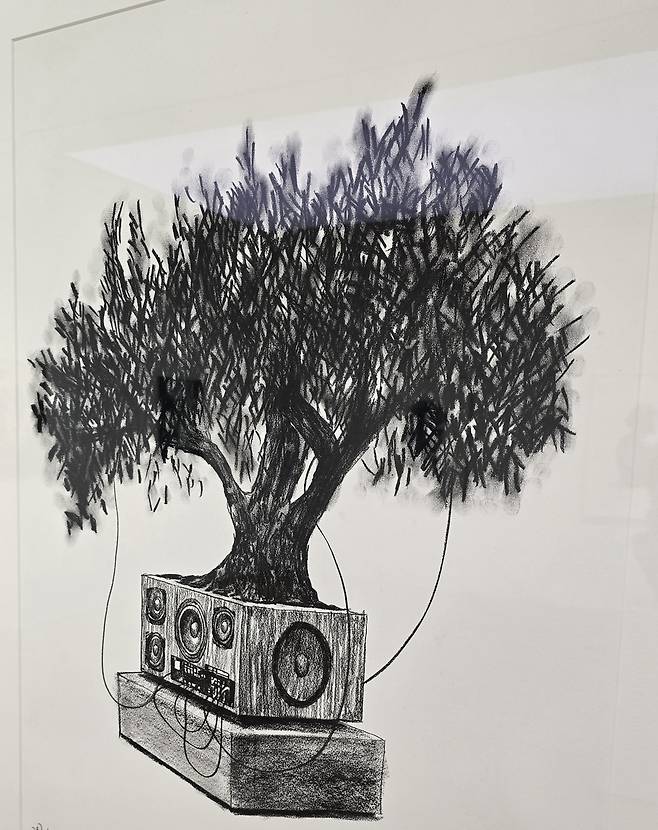 Olive Bonsai Stucy, 2025 [촬영 이세원]